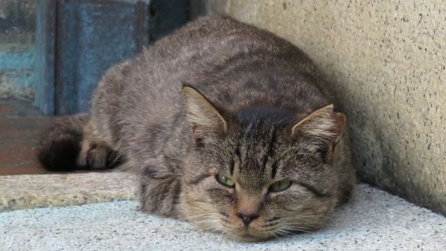 「猫化」トレンド:その起源と意味について | こねたねっと